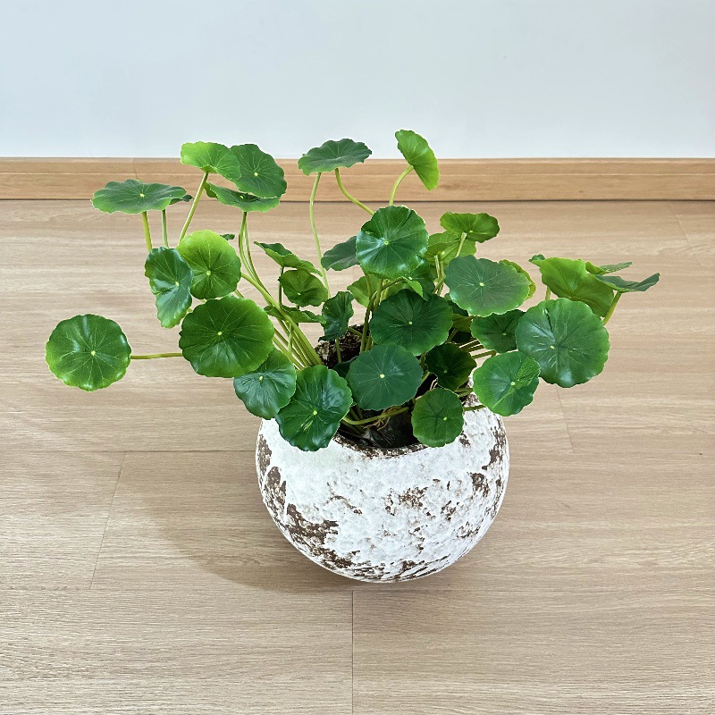 2 Stück künstliche Pilea Peper – Pilea Peperomioides Bewertung und Preis